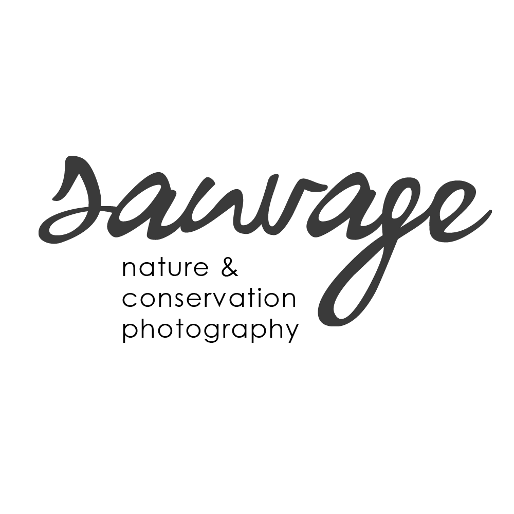Sauvage nature & conservation photography logo